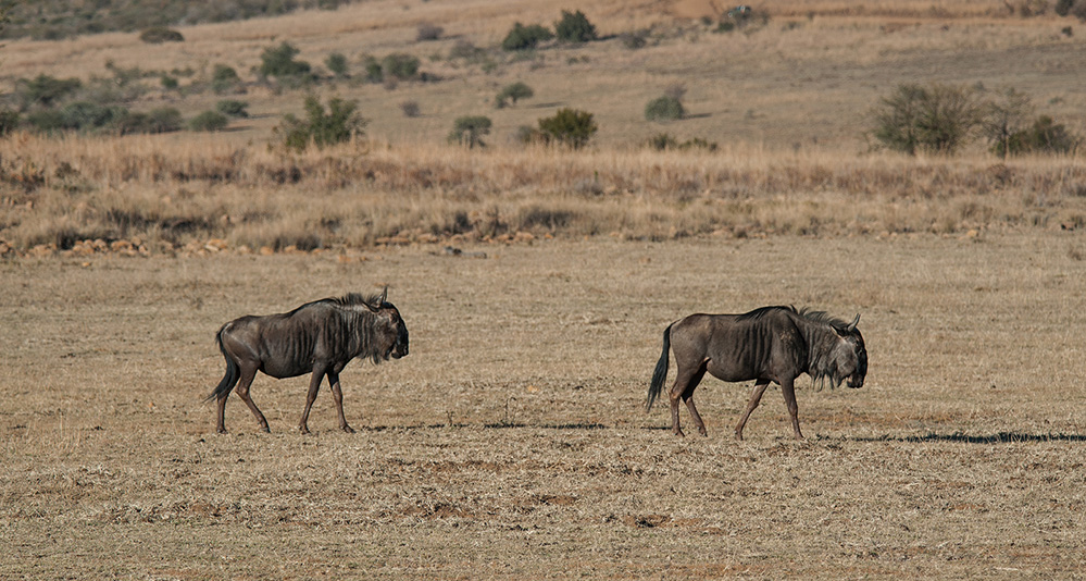 Pilanesberg National Park Wildebeest Duo